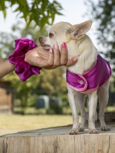 manteau pour chien créateur velours fuchsia made in france paillettes