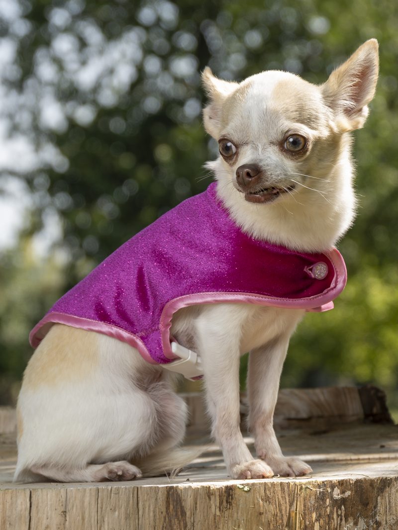 manteau pour chien velours pailleté fuchsia made in france