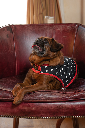 manteau pour chien pois