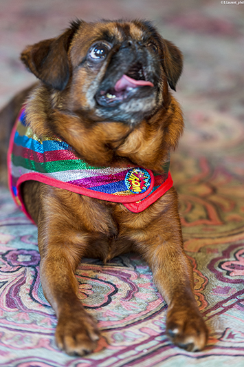 manteau pour chien joker multicolore