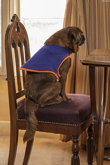 manteau pour chien violet