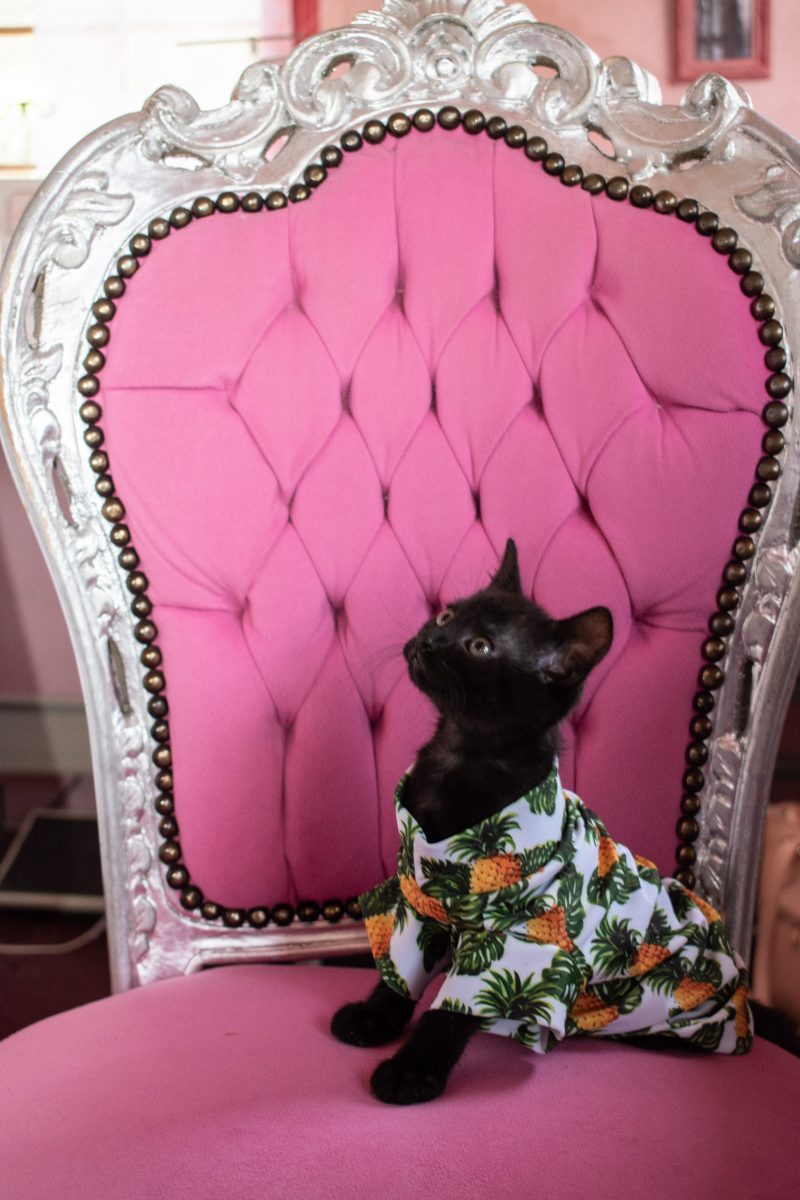 manteau pour chat nu ananas