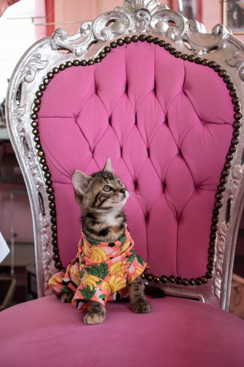 manteau pour chats orange imprimé