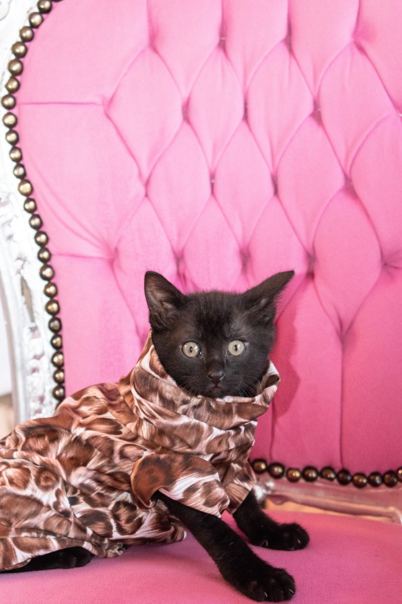 manteau pour chat nu panthère