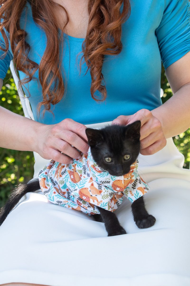 manteau pour chat nu sphynx 