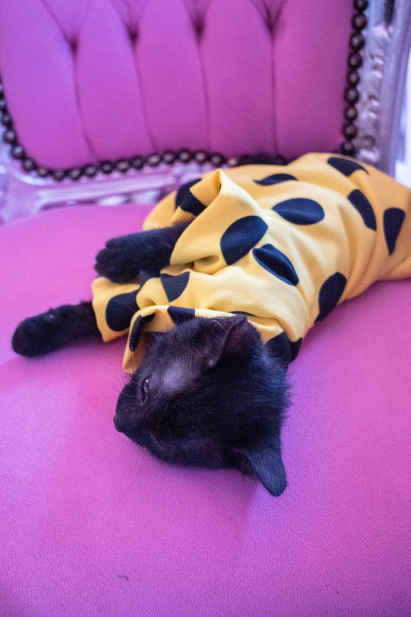 manteau pour chat sphynx