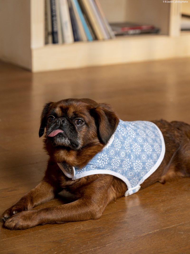 manteau pour chien reine des neiges made in france