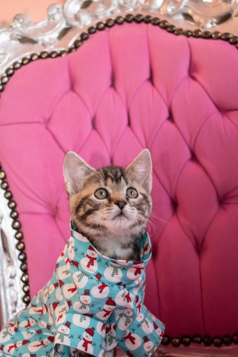 manteau pour chat nu sphynx reine des neiges