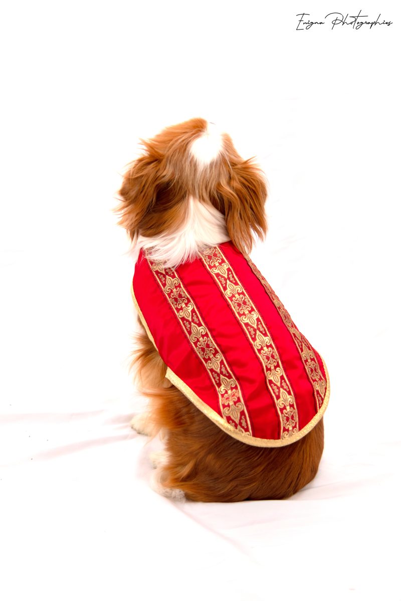 manteau pour chien rouge et or made in France