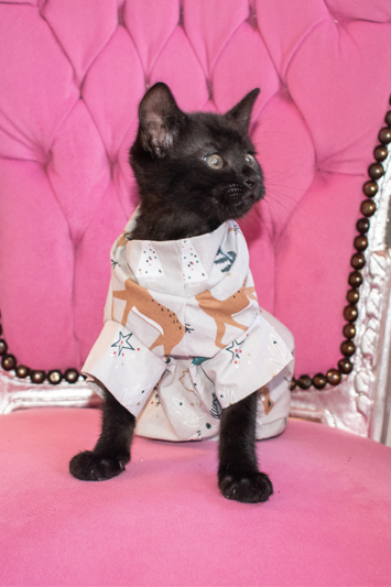 Manteaux pour chats