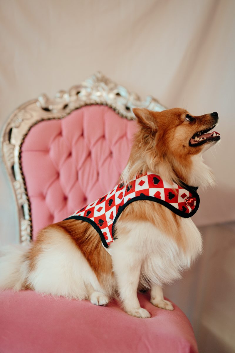 manteau pour chien motif cartes à joeur Alice au Pays des Merveilles made in France