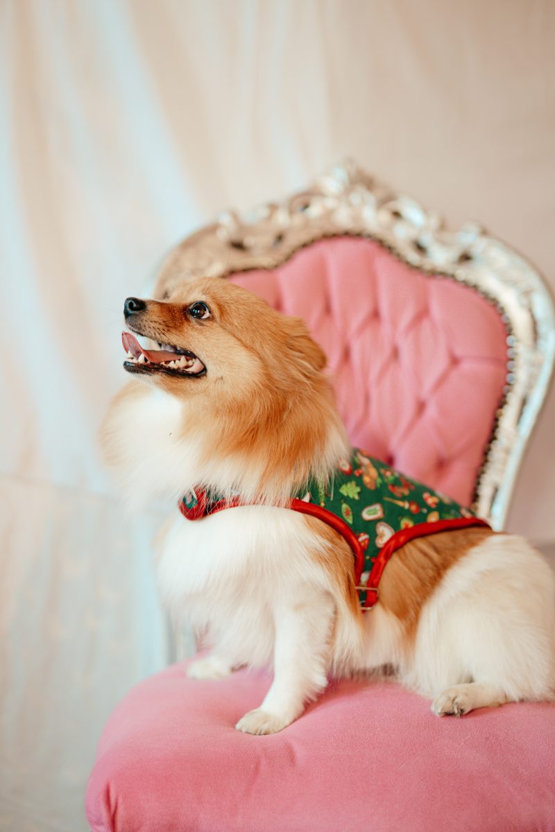 manteau pour chien made in France en coton vert imprimé noël