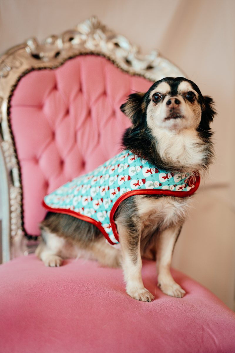dog coat made in France snowman