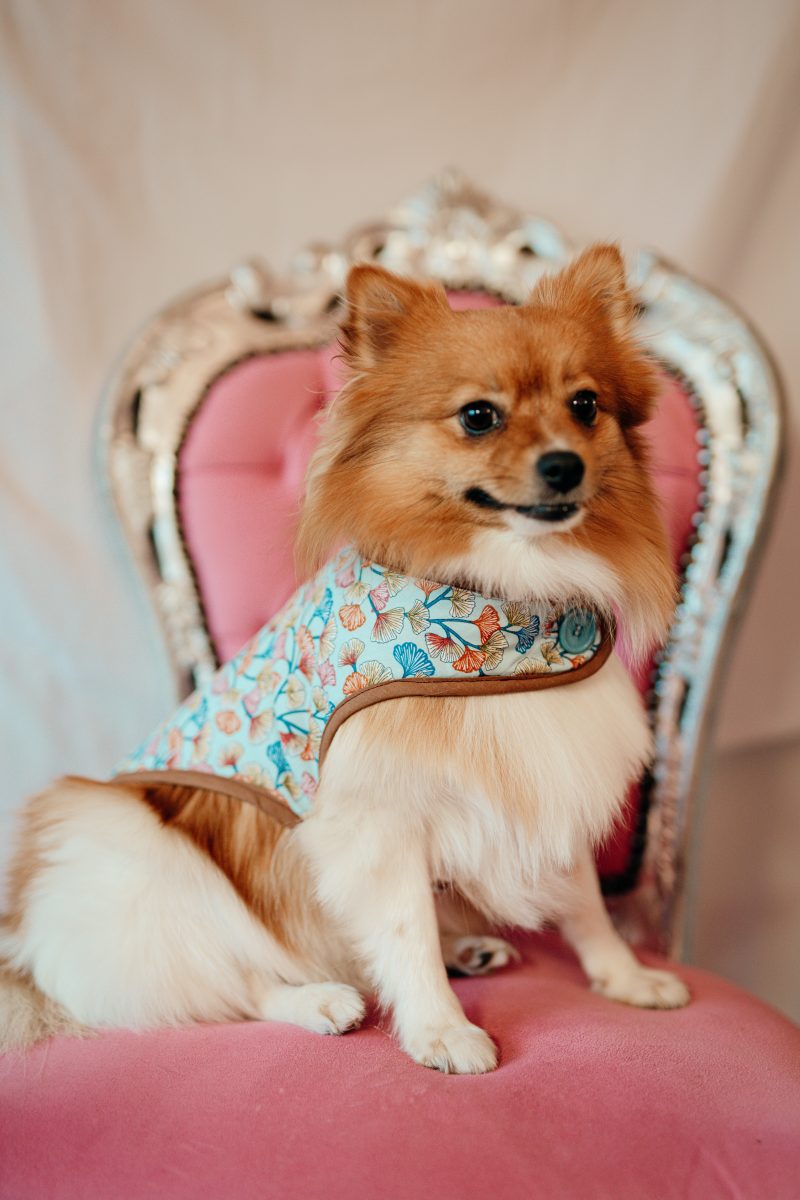 manteau pour chien made in france à motif ginko biloba