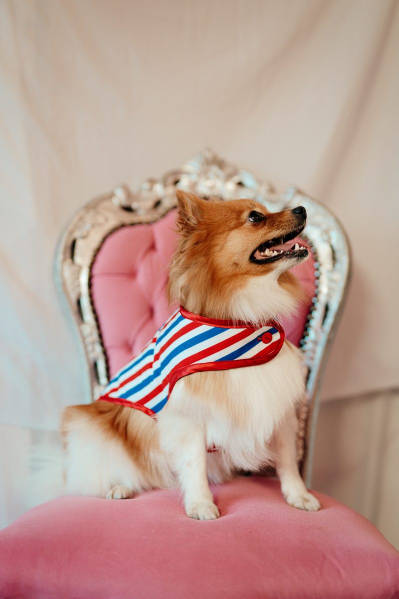 manteau pour chien tricolore made in France Jeux Olympiques
