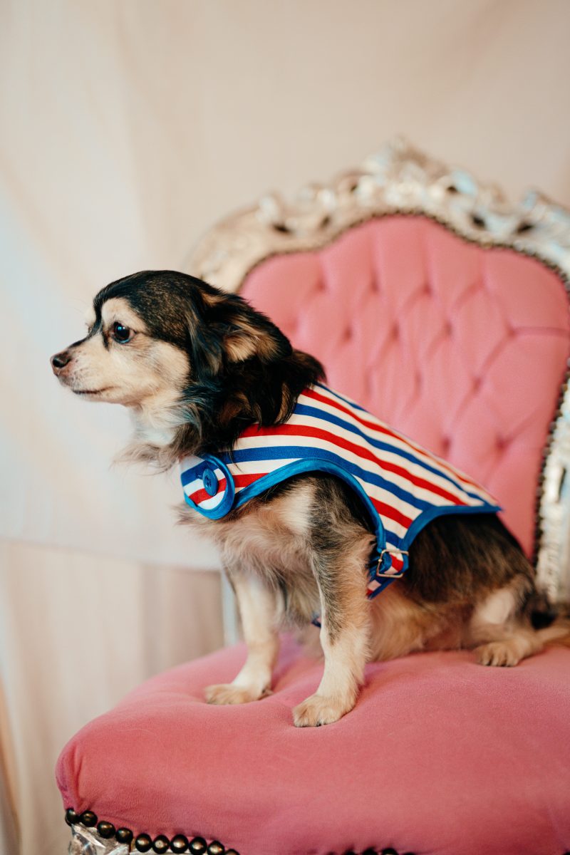manteau pour chien tricolore made in France Jeux Olympiques