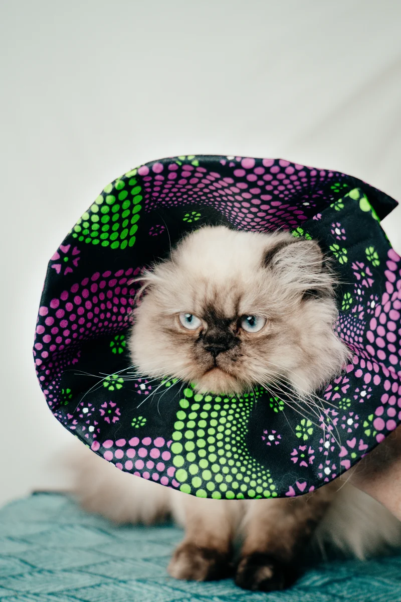 collerette post-opératoire textile made in france pour chien et chat wax