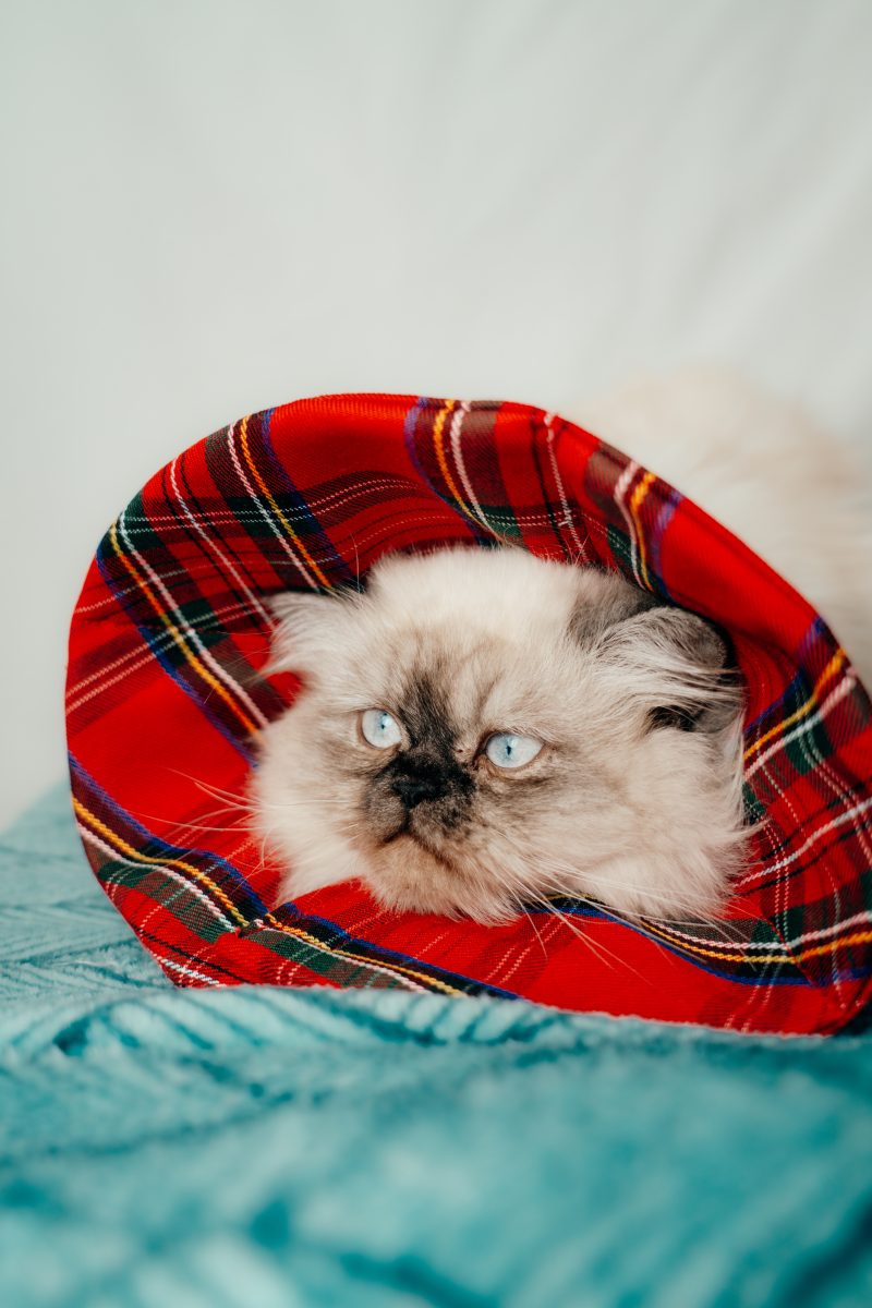 collerette textile post opératoire chien chat made in france tartan royal stewart