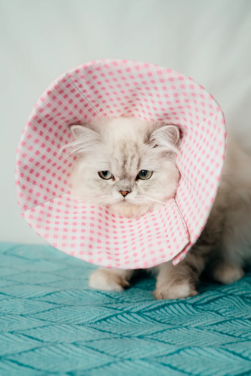 collerette post-opératoire textile en vichy rose made in france pour chats et petits chiens