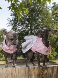 manteau pour chien vichy rose brigitte bardot made in france