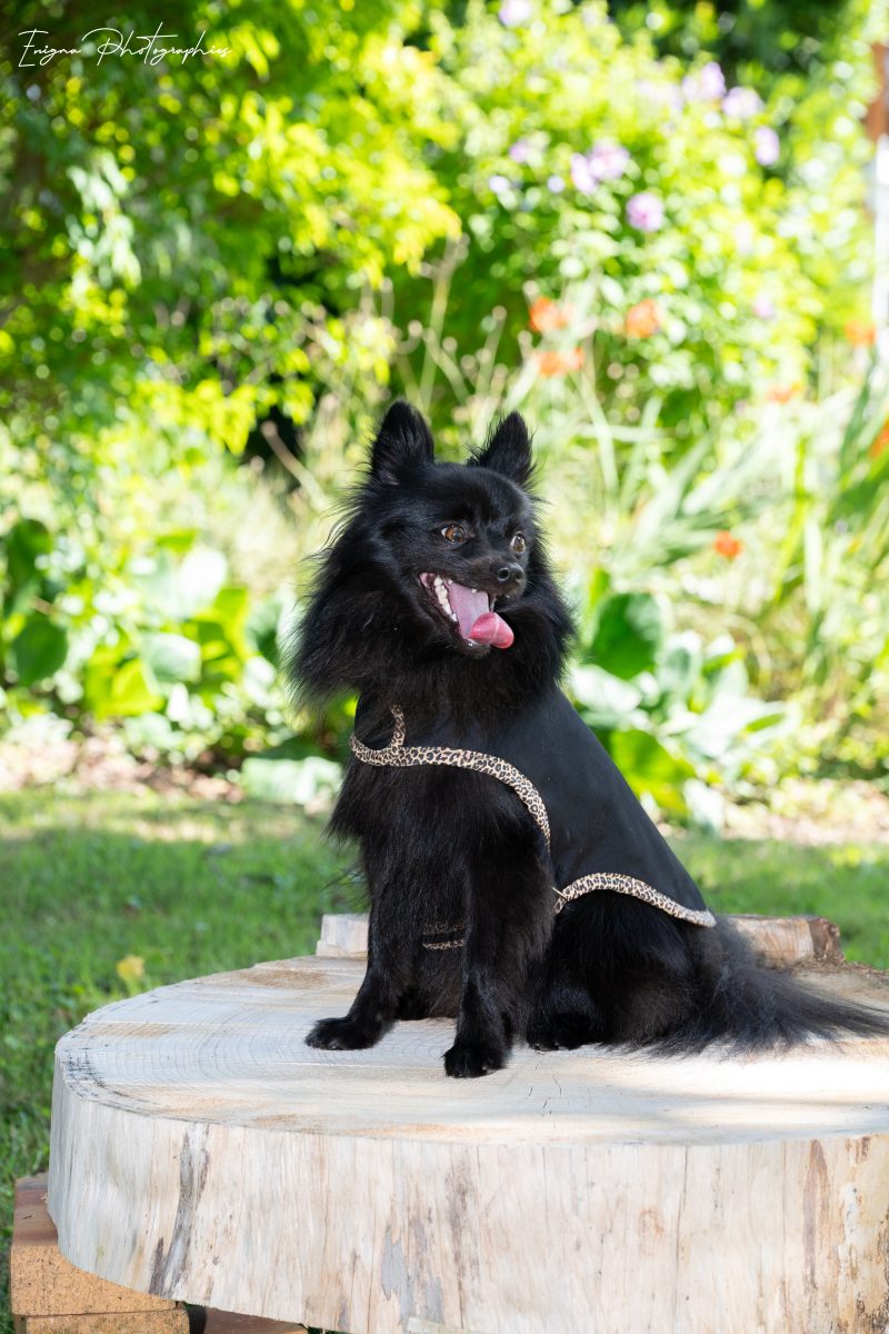 manteau pour chien léopard noir made in france