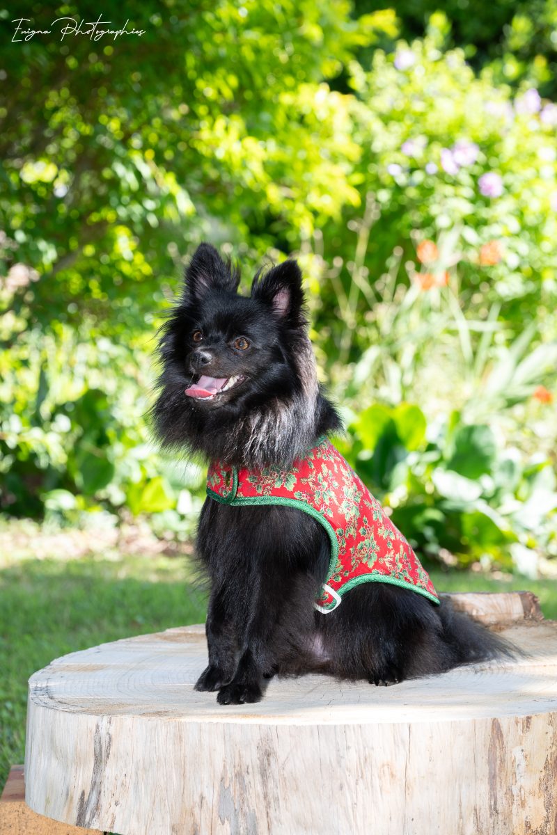 manteau pour chien Noël made in France