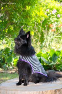 manteau pour chien rayures noir et blanc made in france