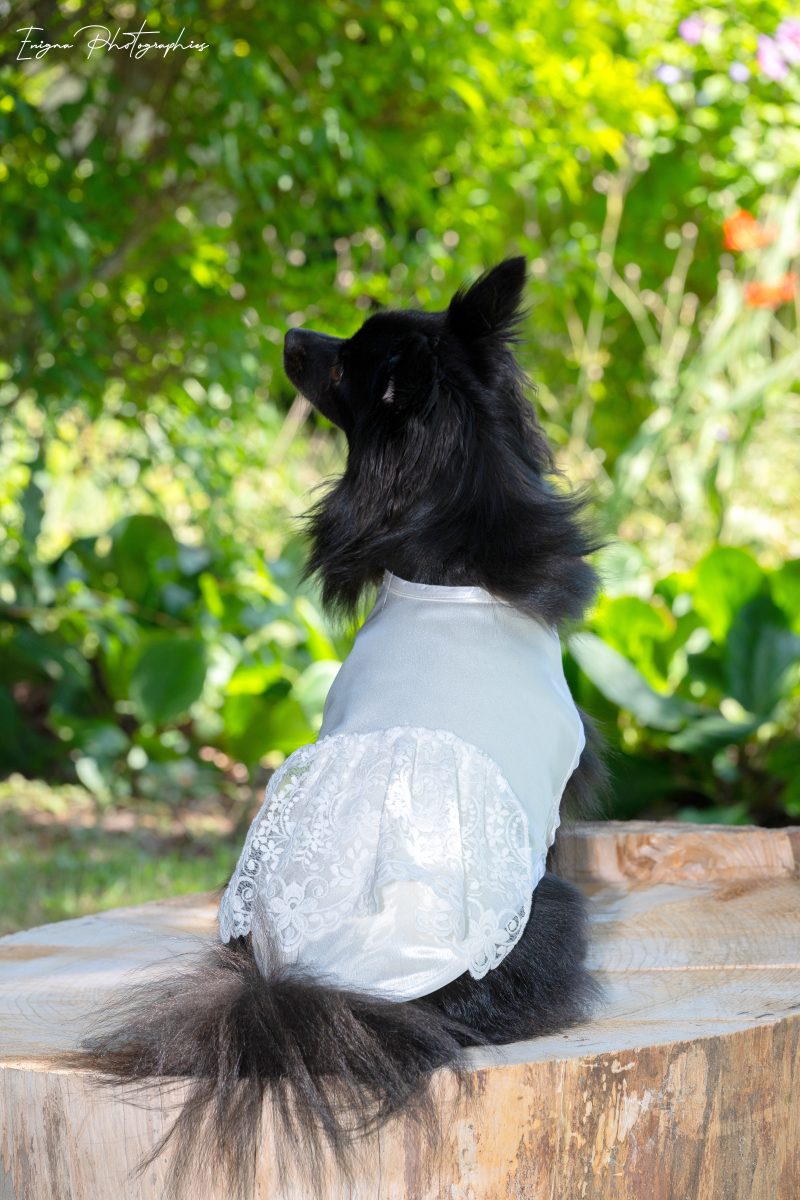 manteau pour chienne mariage et cérémonie