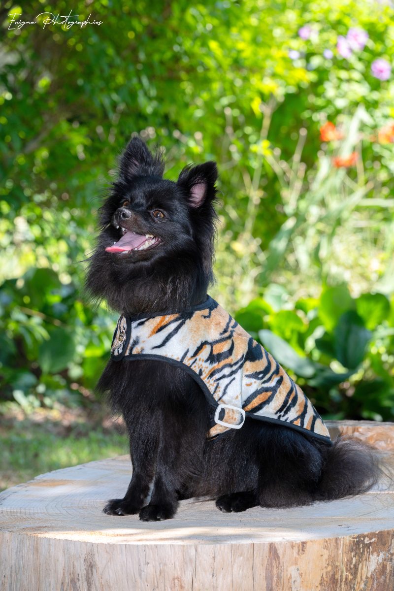 manteau pour chien made in france imprimé tigre