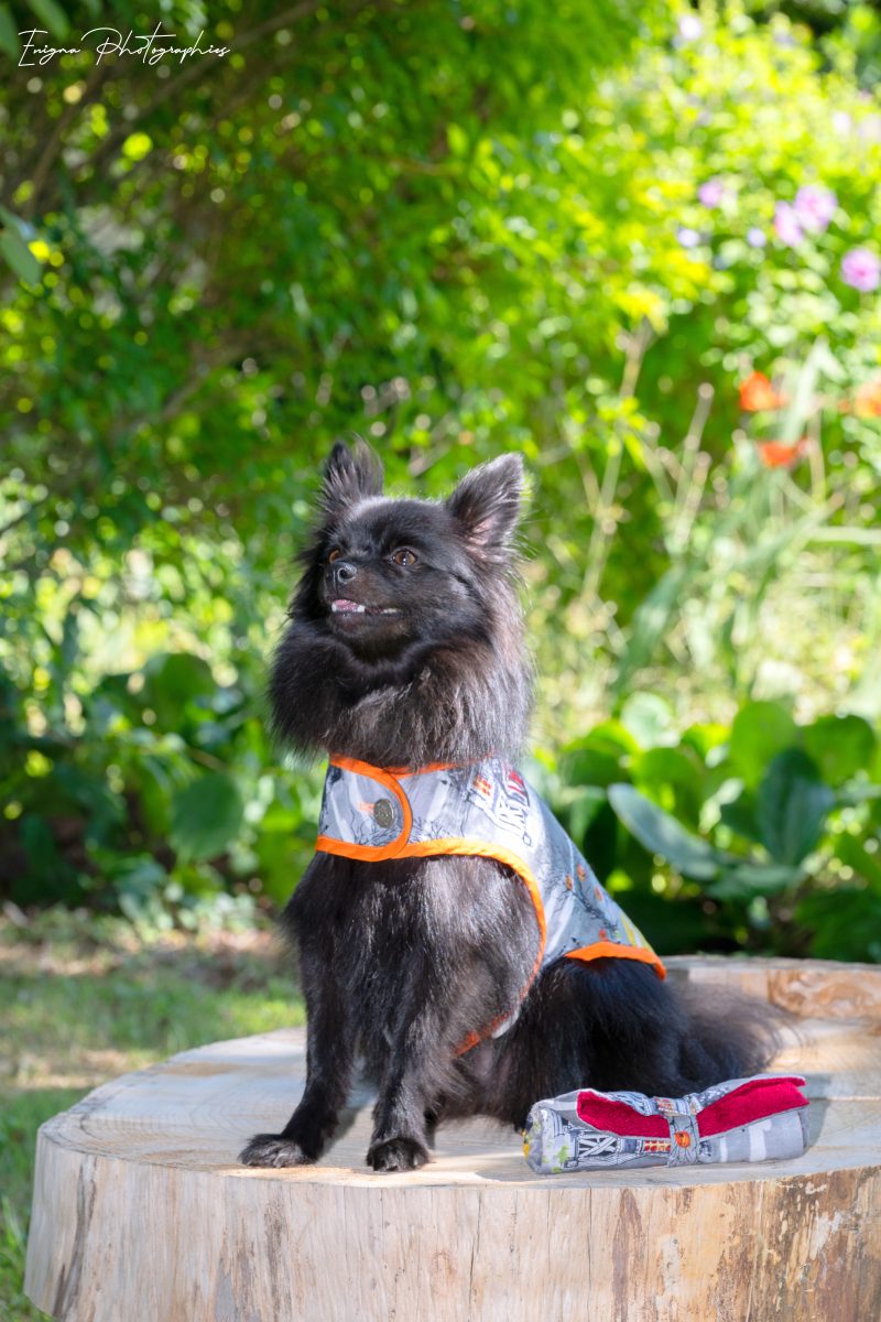 manteau pour chien made in france halloween maisons hantées