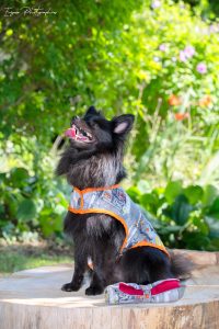 manteau pour chien made in france halloween maisons hantées