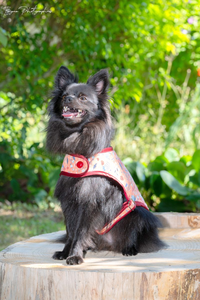 manteau pour chien made in france imprimé champignons