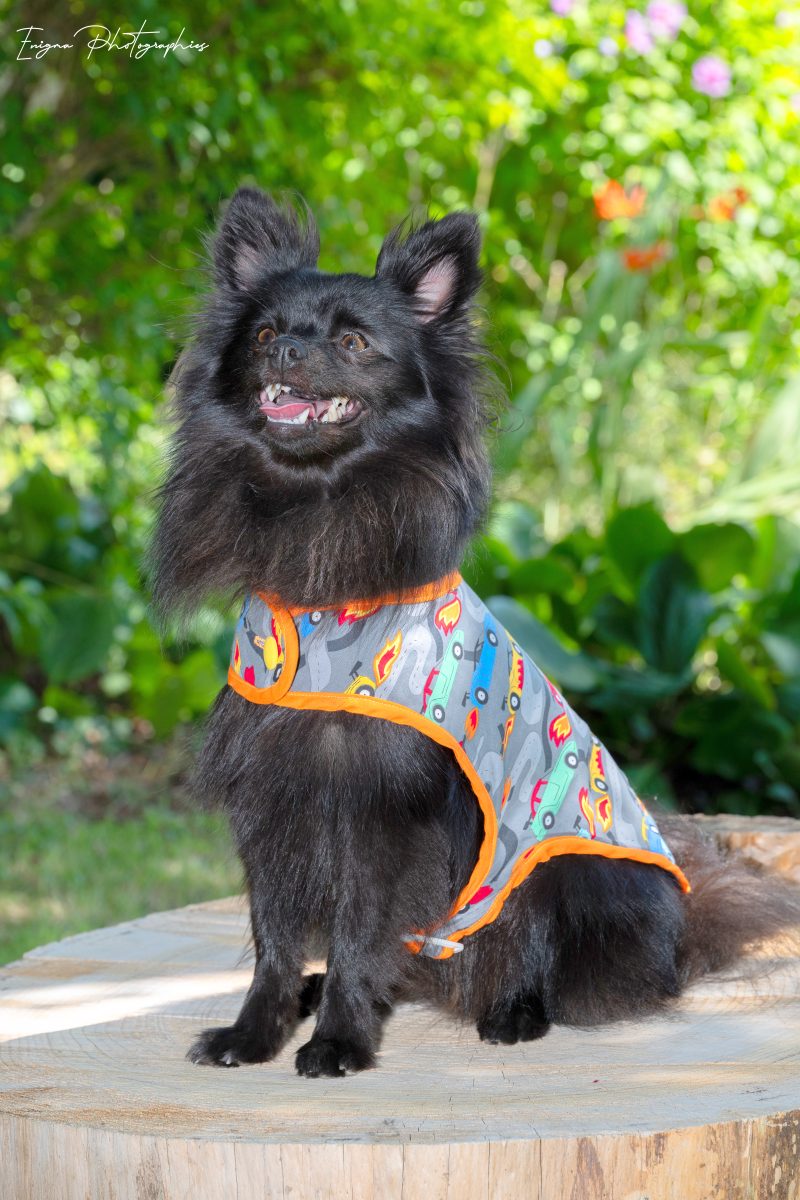 manteau pour chien Made in France imprimé voitures