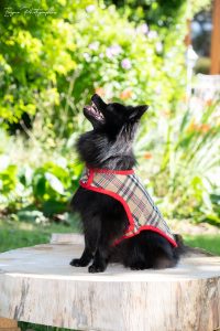manteau pour chien tissu écossais beige