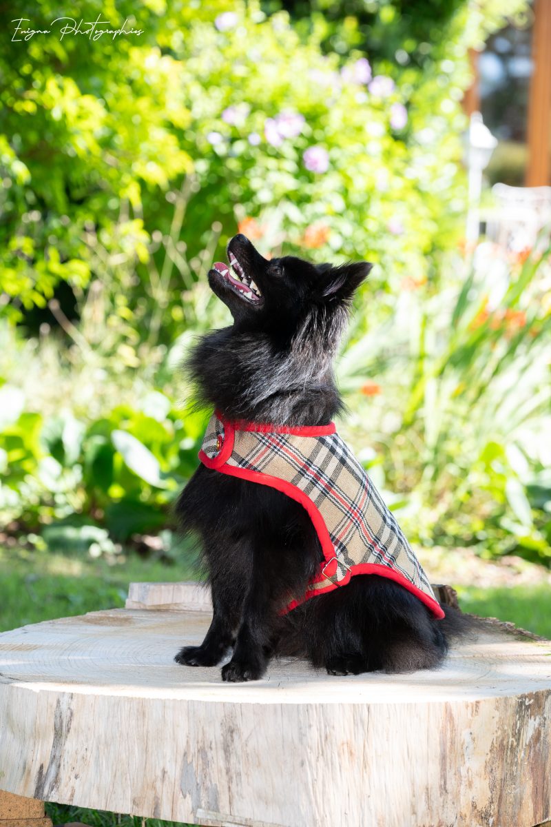 manteau pour chien tissu écossais beige