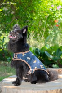 manteau pour chien made in france imprimé shiba