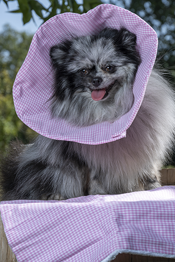 collerette textile post opératoire chien chat made in france