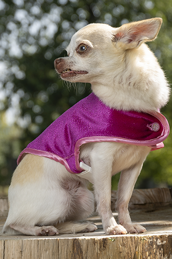 manteau pour chien créateur velours fuchsia made in france paillettes