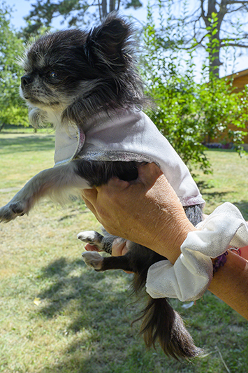 manteau pour chien luxe made in france créateur velours blanc pailleté