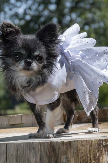 manteau pour chienne made in france mariage blanc uni coton