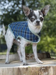 manteau pour chien made in france tartan bleu