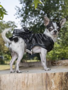 robe pour chienne en satin noir