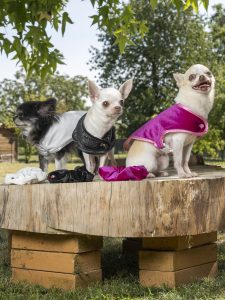 manteaux pour chiens made in france en velours pailleté et les chouchous cheveux assortis