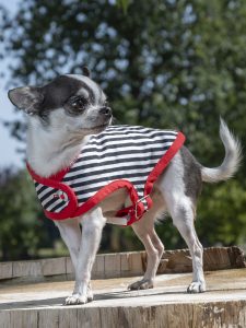 manteau pour chien en coton rayé
