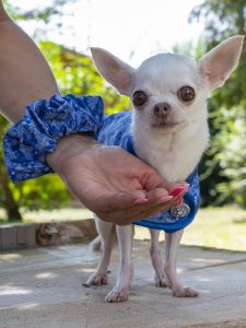 manteau pour chien et chouchou assorti