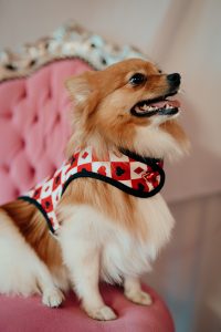manteau pour chien made in France à motif cartes à jouer