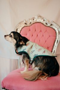 manteau pour chien made in france à motif baskets