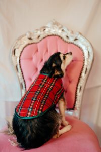 manteau pour chien made in france motif tartan rouge