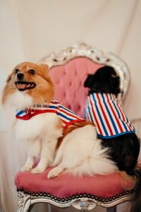 manteaux pour chiens made in france tricolores bleu blanc rouge