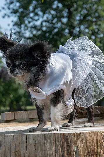 manteau pour chienne pour mariage made in france